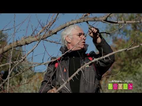 How and when to prune an apricot tree? Advice from a plant pro 🍑🌿