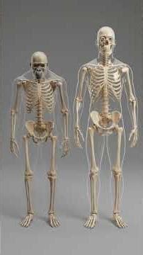 How a Gorilla Would Actually Raise You 😳 #shorts #jungle