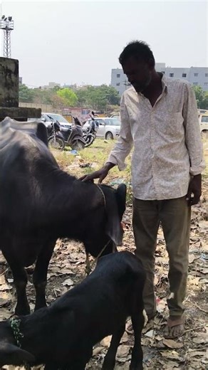 erragadda buffalo market