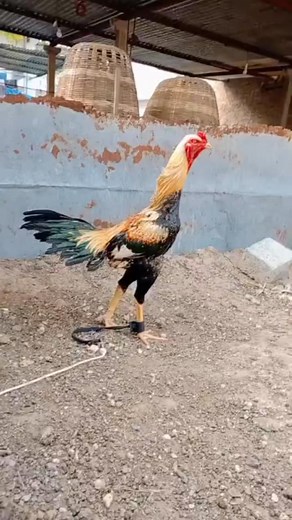 67K views · 3.2K reactions | Sekhar Sekhar on Reels | Facebook