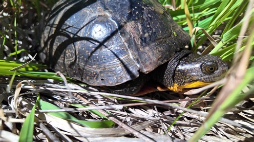Did you know that the Forest Preserve District of DuPage County is working to protect endangered species right in your own backyard? Through the use of head-start programs, the District helps to boost the populations of the Federally Endangered Hine's Emerald Dragonfly and the State Endangered Blanding's turtle. By giving the young of these species a head-start early in their life cycle, they are able to bypass the dangers of life in the wild, giving them a much higher chance of survival as an a