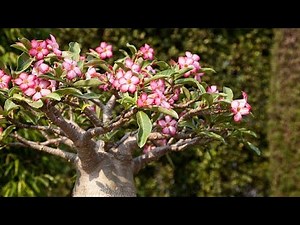 The Baobab: Unveiling the Secrets of Earth's Most Incredible Tree