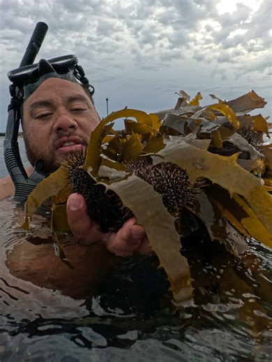 Explore the Best Kina Diving Spots in New Zealand
