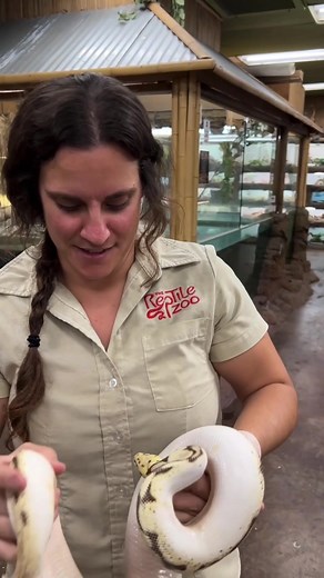 How the ball python got it’s name! 🐍 #reels #animals #reptiles #reptilekeeper #funnyanimals #lizard #giant | The Reptile Zoo