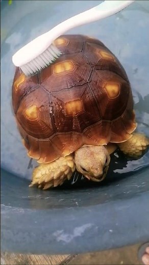 brush brush brush sulcata tortoise #cute #pet #care
