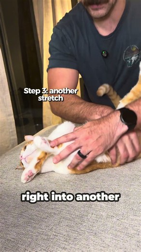 I Taught My Orange Cat Yoga