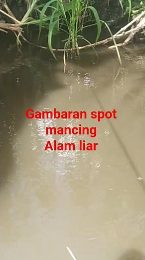 Survival liar mancing ekstrim #survival #petualangan #mancing #berburu