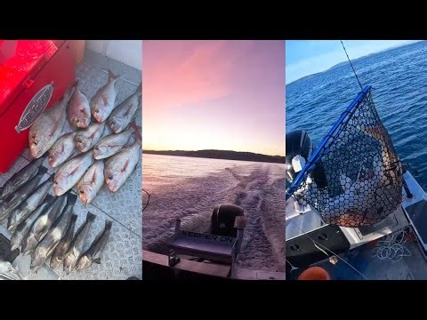 INSANE WINTER BLUE COD&SNAPPER FISHING - Kapiti Coast Fishing
