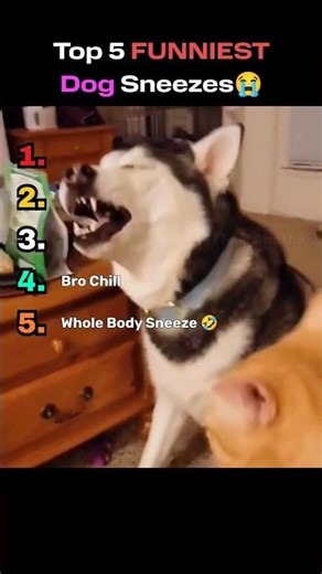 Top 5 Funniest Dog Sneezes Ever Caught on Camera