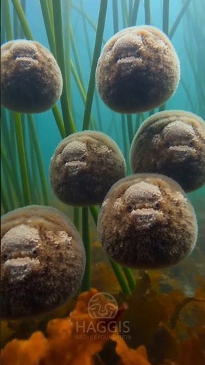 Sea haggis forced inland – the desperate migration #wildhaggis #scottish