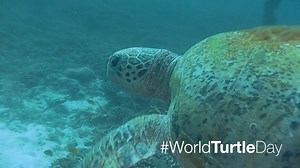 Happy World Turtle Day! Throw them a solid and help protect their habitat from plastic waste. Tell our State Environment Ministers to ban the bag: http://act.gp/2qRaIvU | Greenpeace Australia Pacific