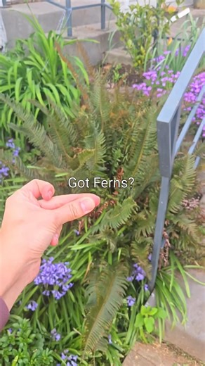 Prune your ferns now!