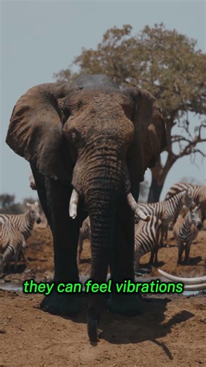 Elephants vs Every Other Animal #elephant #comparison #wildlifedocumentary #wildlife