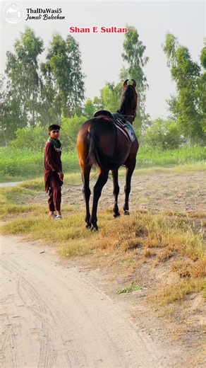 Tu Tan Tariyan Tu V Sona🎠😘 #thaldawasi #horselover #fyp #گھوڑا_ہمیشہ_طاقت_کی_علامت_رہا_ہے #unfreezemyaccount
