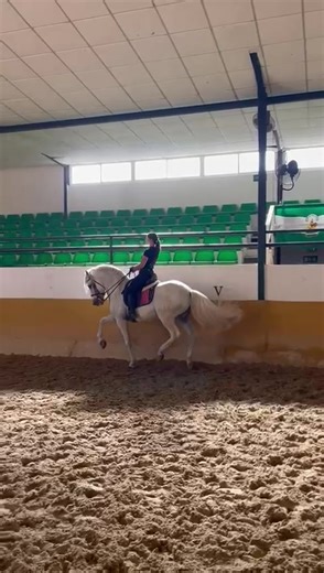 Dressage Techniques for Equestrian Enthusiasts