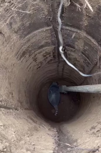 Armadillo Emerging from Burrow in Outdoor Scene