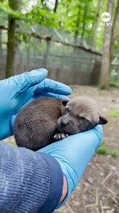 49K views · 4.6K reactions | The North Carolina Zoo welcomed a litter of red wolf pups, potential candidates for release into the wild — adding to the population of the world's most endangered wolf. https://abcn.ws/3pHOb7h | ABC News | Facebook