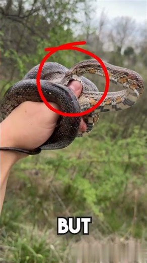 Corn Snake Bite Test #shorts #snake #experiment