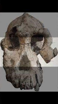 Australopithecus anamensis The Earliest Australopithecine #australopithecus #humanevolution #human