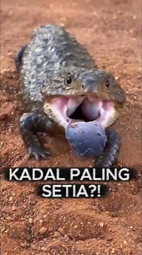 The Most Loyal Lizard in the World?! Fun Facts About the Shingleback Lizard