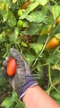 A day in my life learning to farm in Italy with WWOOF!