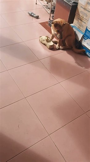 lu tìm chỗ dấu giép