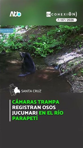 Cámaras trampa registran osos jucumari en el río Parapetí