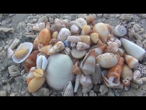 We found many colorful mini seashells