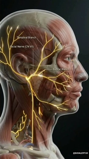 3D Anatomy of the Facial Nerve 🧠 | Cranial Nerve VII #3dmodel #meded #Anatomy
