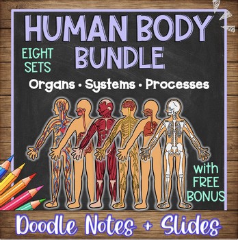 Human Body Systems Doodle Notes & Quizzes BUNDLE   Slides | with FREE Bonus