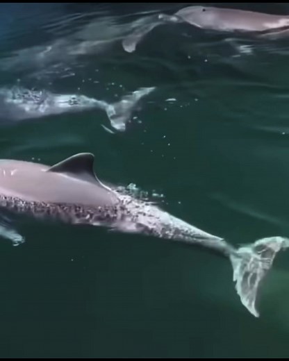 The dolphins at Whyalla Marina are a remarkable sight, often seen gracefully gliding through the crystal-clear waters. These playful creatures have become somewhat of a local attraction, known for their friendly nature and curiosity around people. They frequently swim up close giving visitors view of their sleek, streamlined bodies and characteristic dorsal fins slicing through the water. Sometimes, they even leap out, creating a captivating display against the backdrop of the ocean. The dolphin