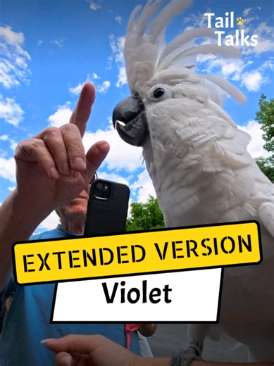 We met a gorgeous Cockatoo named Violet! This pretty lady is our oldest interview yet on Tail Talks. She fluffed her feathers and let us know exactly what was on her mind. Watch more videos like this on @TailTalksExtended ! #cockatoo #bird #dog #lovedogs #dogsoftiktok