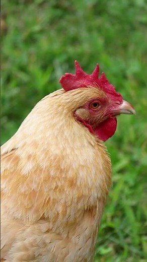 What This Chicken Eats Determines Everything