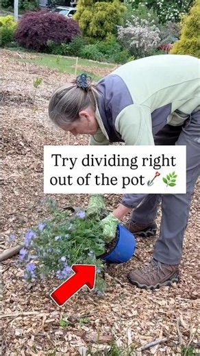 How To Divide Plants Right Out Of The Pot