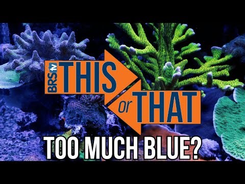 Blue Vs. Natural Light: What's Better For Your Reef Tank?