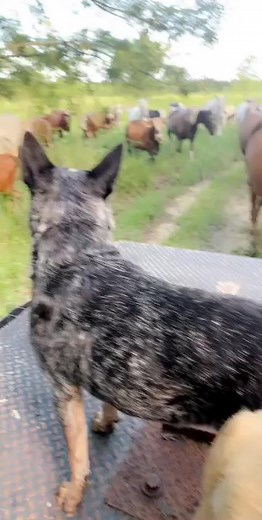 #blueheeler #workingdog #cowdog | blue heeler