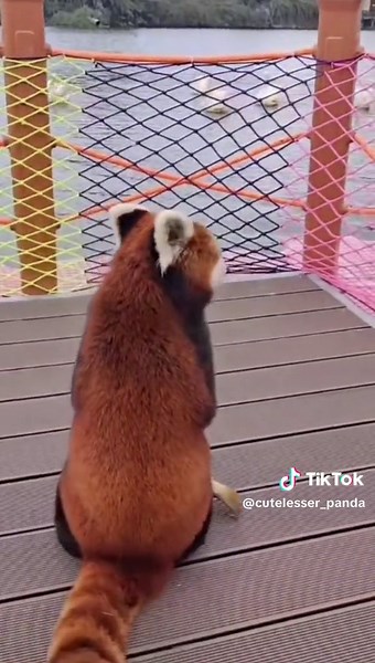 cute redpanda (@cutelesser_panda)’s video of red panda