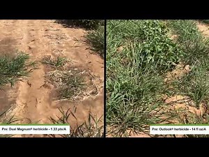 Understand the Differences in Group 15 Herbicides for Use in Cotton and Soybeans