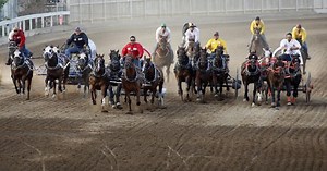 Calgary Stampede horse euthanized following injury during chuckwagon race