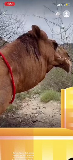 TMelanin (@1tmelanin1) - Camels Spitting Out Stomach to Cool Off and Mate