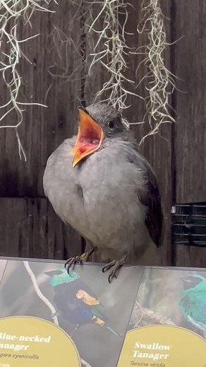 8.3M views · 178K reactions | The best way to spread Christmas cheer is screaming loud for all to hear  #Birds #Singing #Screaming #Elf #SanDiegoZoo | San Diego Zoo | Facebook