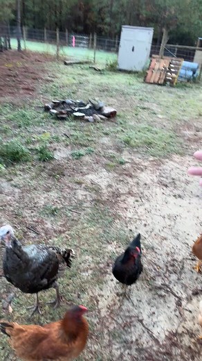 Meeting 1 regarding egg production expectations #relaxing #chicken #farmlife #blind #legallyblind | Troy Harrington | Facebook