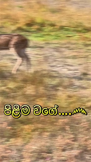 Going Wild (@.goingwild)’s videos with original sound - Going Wild