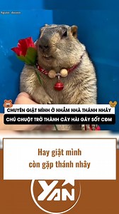 40K views · 440 reactions | Chú chuột mukbang là phụ còn giật mình mới là chính | YAN Pets | Facebook