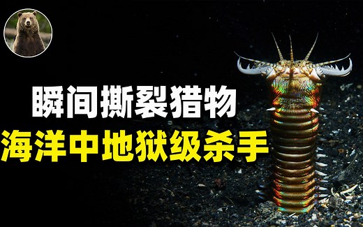 海洋蠕虫博比特：能把鱼瞬间撕裂，海洋中的地狱级杀手