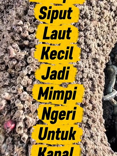 Kenapa Siput Laut Kecil Jadi Mimpi Ngeri Untuk Kapal | Barnacles & Drag Kapal”🛥️ “Siput laut kecil yang melekat kuat pada badan dan kipas kapal boleh buat kapal susah bergerak, enjin kerja lebih kuat, dan kos bahan api meningkat. Ketahui bagaimana kapal dibersihkan daripada barnacles untuk jimat minyak dan lancar bergerak.” #SiputLaut #Barnacles #Kapal #shipmaintenance