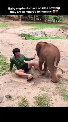 Baby elephants have no idea how big they are compared to humans 🥹❤️‍🩹