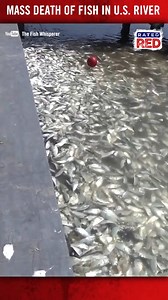180K views · 424 reactions | Why are thousands of dead and dying fish washing up in Texas? | Rated Red | Facebook