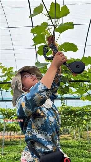 grapes tree pruning #satisfying #grapepruning #shorts