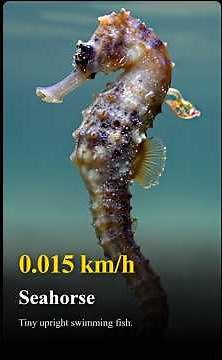 Top 100 Fastest Animals (The Ultimate Speedsters)